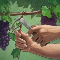 A fruitless branch is cut out of a vine