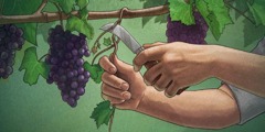 Ein Zweig ohne Trauben wird von einer Weinrebe abgeschnitten