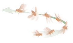 Una mosca del vinagre cambiando su trayectoria en pleno vuelo