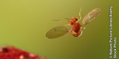 Uma mosca-das-frutas