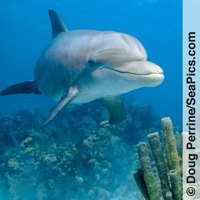 Dolphin