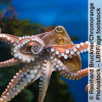 The flexible tentacles of an octopus