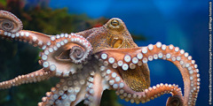 The flexible tentacles of an octopus