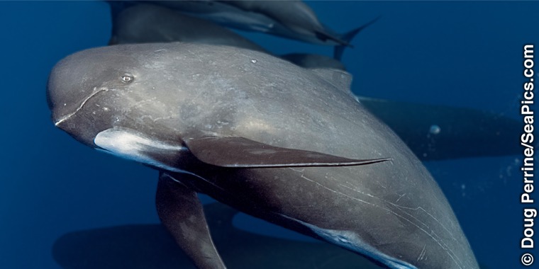 A pilot whale