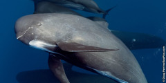 Белогрлест делфин