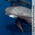 Gömbölyűfejű delfin