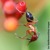 Una hormiga carpintera se limpia las antenas