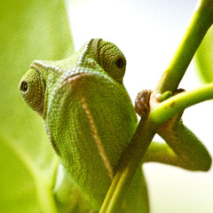 Un camaleonte che si mimetizza con un rametto verde