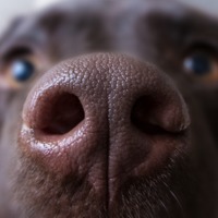 A dog’s nose