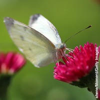 The cabbage white butterfly on a flower