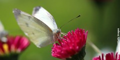 La mariposa blanca de la col posada en una flor