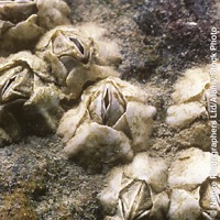 Barnacles