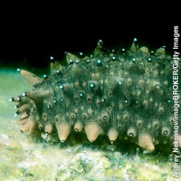 A sea cucumber