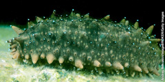 A sea cucumber