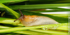 민달팽이가 점액을 분비하는 모습.