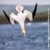 A gannet diving into the water.