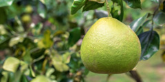 A pomelo fruit hanging from a tree.