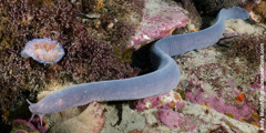 A hagfish swimming along the seabed.