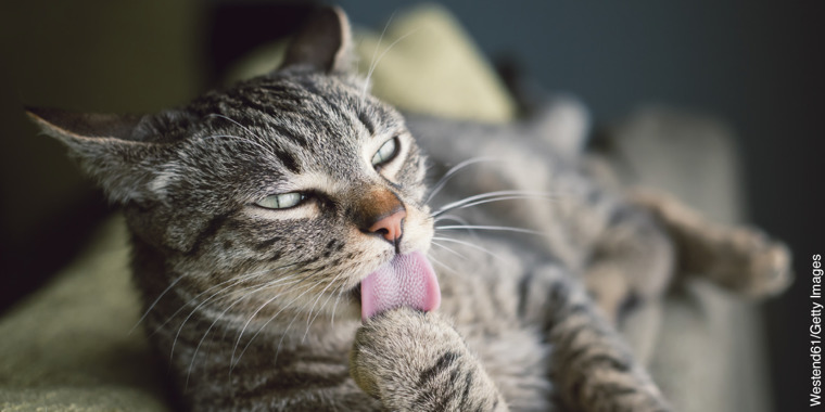A cat licking one of its paws.
