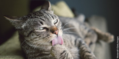 En kat der slikker en af sine poter.