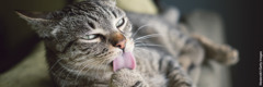 En kat der slikker en af sine poter.