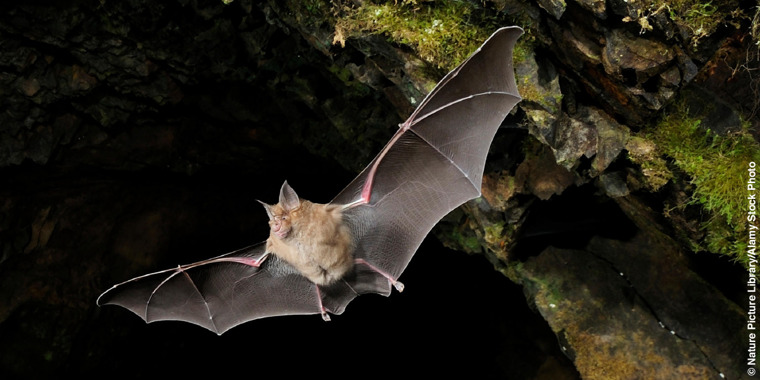 A bat flying in a cave.