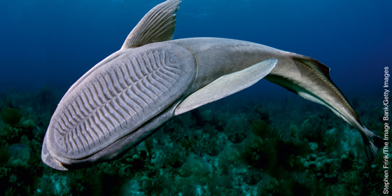 Mediterranean Sea Underwater High-Res Stock Photo - Getty Images