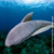 Egy bojtorjánhal, a feje tetején az ovális alakú tapadókorong látható.