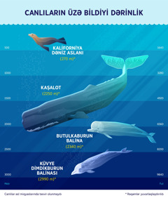 Dörd məməli heyvanın təxmini dalma dərinliyini göstərən infoqrafika: 1. Kaliforniya dəniz aslanı: 270 metr; 2. Kaşalot: 2250 metr; 3. Butulkaburun balina: 2340 metr; 4. Küvye dimdikburun balinası: 2990 metr