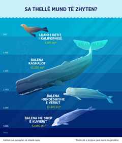 Një diagram informativ që tregon me përafërsi sa thellë zhyten këta katër gjitarë. 1. Luani i detit i Kalifornisë: 270 metra. 2. Balena kashalot: 2.250 metra. 3. Balena hundëshishe e Veriut: 2.340 metra. 4. Balena me sqep e Kuvierit: 2.990 metra.
