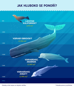 Na obrázku je vidět, jak hluboko se přibližně dokážou potopit čtyři různí mořští savci. 1. Lachtan kalifornský: 270 metrů. 2. Vorvaň obrovský: 2 250 metrů. 3. Vorvaňovec anarnak: 2 340 metrů. 4. Vorvaňovec zobatý: 2 990 metrů