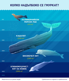 Схема, показваща приблизителната дълбочина, на която се гмуркат 4 морски бозайника. 1. Калифорнийски морски лъв: 270 м. 2. Кашалот: 2250 м. 3. Високочел кит: 2340 м. 4. Клюномуцунест кит на Кювие: 2990 м.