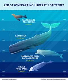 Irudi honetan lau itsas ugaztunen urperatze sakonerak erakusten dira. 1. Kaliforniako itsas lehoia: 270 metro. 2. Kaxalotea: 2.250 metro. 3. Iparraldeko balea botila-muturra: 2.340 metro. 4. Cuvier moko-balea: 2.990 metro.