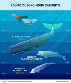 Prikaz približne dubine zarona nekih morskih sisavaca: 1. Kalifornijski morski lav: 270 metara; 2. Glavata ulješura: 2250 metara; 3. Sjeverna kljunasta ulješura: 2340 metara; 4. Cuvierov kljunasti kit: 2990 metara