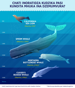 Chati inoratidza kudzika pasi kunoita mhuka ina dzemumvura. 1. California sea lion: Mamita 270. 2. Sperm whale: Mamita 2 250. 3. Northern bottlenose whale: Mamita 2 340. 4. Cuvier’s beaked whale: Mamita 2 990.