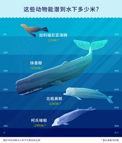 图表显示四种海洋哺乳动物大致的潜水深度。图1：加利福尼亚海狮，270米（公尺）；图2：抹香鲸，2250米；图3：北瓶鼻鲸，2340米；图4：柯氏喙鲸，2990米