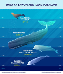 Infographic nga nagpakita sa gibanabana nga giladmon sa pagsalom sa upat ka mammal sa dagat. 1. California sea lion: 270 metros. 2. Sperm whale: 2,250 metros. 3. Northern bottlenose whale: 2,340 metros. 4. Cuvier’s beaked whale: 2,990 metros.