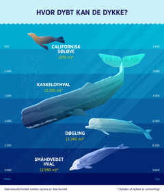 En oversigt der viser cirka hvilke dybder fire havpattedyr kan dykke til. 1. Californisk søløve: 270 meter. 2. Kaskelothval: 2.250 meter. 3. Døgling: 2.340 meter. 4. Småhovedet hval: 2.990 meter.