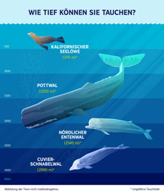 Eine Übersicht mit Angaben zur ungefähren Tauchtiefe von vier Meeressäugern. 1. Kalifornischer Seelöwe: 270 Meter. 2. Pottwal: 2250 Meter. 3. Nördlicher Entenwal: 2340 Meter. 4. Cuvier-Schnabelwal: 2990 Meter.