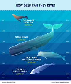 An infographic showing the approximate diving depths of four marine mammals. 1. California sea lion: 270 meters. 2. Sperm whale: 2,250 meters. 3. Northern bottlenose whale: 2,340 meters. 4. Cuvier’s beaked whale: 2,990 meters.