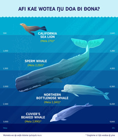 Afi si gbegbe ƒumelã vovovo ene tea ŋu doa ɖi yina ƒe nɔnɔmetata. 1. California sea lion: meta 270. 2. Sperm whale: meta 2,250. 3. Northern bottlenose whale: meta 2,340. 4. Cuvier’s beaked whale: meta 2,990.