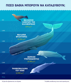 Πληροφοριακό γράφημα που δείχνει περίπου πόσο βαθιά μπορούν να καταδυθούν τέσσερα θαλάσσια θηλαστικά. 1. Θαλάσσιο λιοντάρι της Καλιφόρνιας: 270 μέτρα. 2. Φάλαινα φυσητήρας: 2.250 μέτρα. 3. Βόρειος υπερωόδοντας: 2.340 μέτρα. 4. Ραμφοφάλαινα του Κιβιέ: 2.990 μέτρα.