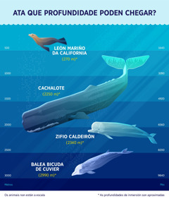 Unha infografía que mostra as profundidades aproximadas ás que poden chegar 4 animais mariños diferentes. 1. León mariño da California: 270 metros. 2. Cachalote: 2250 metros. 3. Zifio caldeirón: 2340 metros. 4. Balea bicuda de Cuvier: 2990 metros.