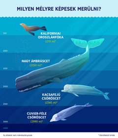 Egy infografika, amely azt mutatja, hogy négy tengeri emlős körülbelül milyen mélyre merül. 1. Kaliforniai oroszlánfóka: 270 méter. 2. Nagy ámbráscet: 2250 méter. 3. Kacsafejű csőröscet: 2340 méter. 4. Cuvier-féle csőröscet: 2,990 méter.