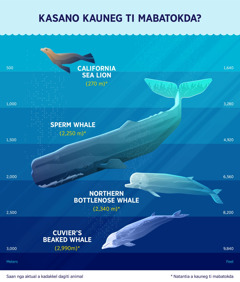 Infographic ti natantia a kauneg ti kaya nga i-dive ti uppat a mammal iti baybay. 1. California sea lion: 270 a metro. 2. Sperm whale: 2,250 a metro. 3. Northern bottlenose whale: 2,340 a metro. 4. Cuvier’s beaked whale: 2,990 a metro.