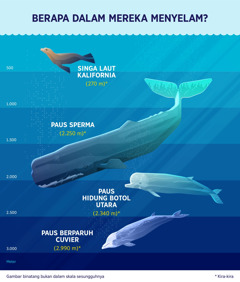 Bagan yang menunjukkan kemampuan menyelam empat mamalia laut. 1. Singa laut Kalifornia bisa menyelam sedalam kira-kira 270 meter. 2. Ikan paus sperma bisa menyelam sedalam kira-kira 2.250 meter. 3. Paus hidung botol utara bisa menyelam sedalam kira-kira 2.340 meter. 4. Paus berparuh Cuvier bisa menyelam sedalam kira-kira 2.990 meter.