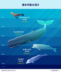 解説画像。4種類の海洋哺乳動物がどれほど深く潜れるかを示している。1.カリフォルニアアシカ，270メートル。2.マッコウクジラ，2250メートル。3.キタトックリクジラ，2340メートル。4.アカボウクジラ，2990メートル。