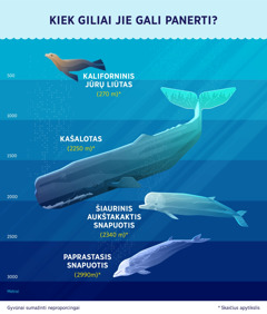Infografikas, rodantis, kaip giliai gali panerti šie keturi jūrų žinduoliai. 1. Kaliforninis jūrų liūtas: 270 metrų. 2. Kašalotas: 2250 metrų. 3. Šiaurinis aukštakaktis snapuotis: 2340 metrų. 4. Paprastasis snapuotis: 2990 metrų.