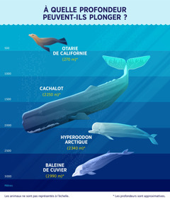 Un schéma montrant à quelle profondeur approximative plongent quatre mammifères marins. 1. Otarie de Californie : 270 mètres. 2. Cachalot : 2 250 mètres. 3. Hyperoodon arctique : 2 340 mètres. 4. Baleine de Cuvier : 2 990 mètres.