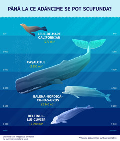 O diagramă care prezintă la ce adâncimi aproximative se pot scufunda patru mamifere marine: 1) leul-de-mare californian: 270 de metri; 2) cașalotul: 2 250 de metri; 3) balena-nordică-cu-nas-gros: 2 340 de metri; 4) delfinul-lui-Cuvier: 2 990 de metri